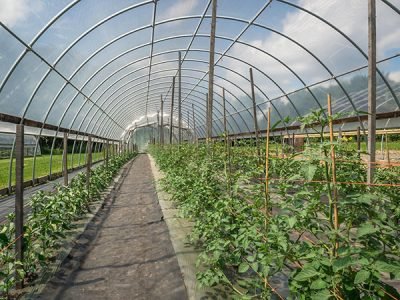 Polycarbonate Sheets